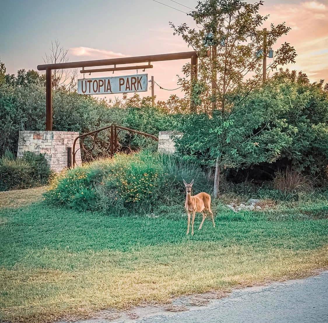 A whitetail deer at the Utopia Park entrance sign near Sabinal River Lodge at sunset